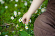 © Elena  - Charming boy among green grass and beautiful daisies on a summer day. A small child has fun in the fresh air. Baby explores the nature of
