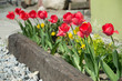 Tulipanowy ogród