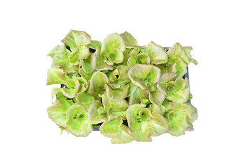 Wall Mural - fresh green lettuce plant isolated on white background including clipping path