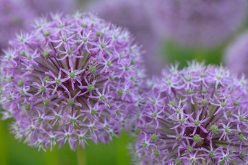 Wall Mural - growing alium flowers