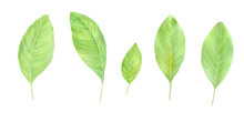 Watercolor Set Of Green Magnolia Leaves. Hand Drawn Botanical Illustration Isolated On White Background.