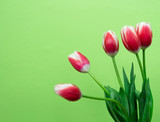 Fototapeta Tulipany - Still life with a bouquet of red tulips in front of a green wall