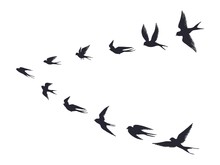 Flying Birds Flock Silhouette. Swallows, Sea Gull Or Marine Birds Isolated On White Background. Vector Bird Icon Set Flock Flying In Sky