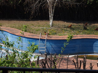 Wall Mural - piscina abbandonata