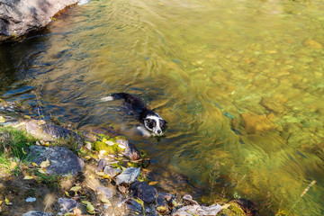 Wall Mural - Dog bathing in the river. Russia, Altai Republic, Ulagansky District, Chulyshman River