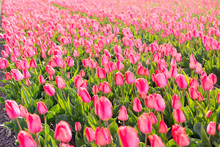 Lisse, Netherlands. Tulips Field In Bloom During Springtime.