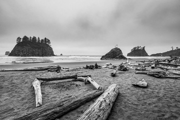 Quiet beach among the boulders and snags trees. Ruby Beach, Olympic National Park, Washington state, USA