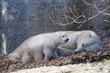 Eisbär mit Jungtier