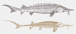 Lake sturgeon acipenser fulvescens and threatened shovelnose sturgeon scaphirhynchus platorynchus