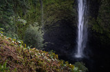 Fototapeta Las - Akaka Falls State Park - Big Island, Hawaii