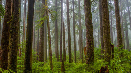 Wall Mural - Foggy forest. Sol Duc Falls Trail, Olympic national park.