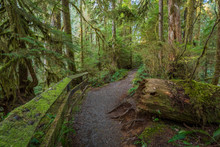 Trail In A Dense Forest Among Logs. Quinault Loop Trail, Olympic National Forest