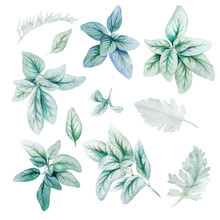 Silver Flora, Lamb Ears Leaves, Watercolor Bright Greenery