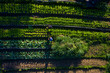 © EZ PHOTOS - Organic Farm in a Quilombola Community in Brazil. Top view of the plantation with farmers working on the field.