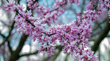 There Is Not Much More Beautiful Than The Color Of Redbud Tree Blooms Coming To Life In The Spring After A Cold Winter In The Ozarks. Bokeh Effect.