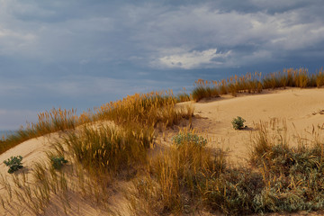 Wall Mural - Landscape of grass in sand dunes and blue sky near the Atlantic coast. Sunny summer day. Guincho beach. Atlantic ocean. Portugal.