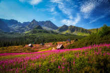 Hala Gąsienicowa W Tatrach Usłana Kwiatami Wierzbówki Kiprzycy