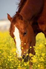 Horse In Yellow Flowers