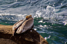 California Brown Pelican Sleeping On A Rock At La Jolla Cove In California.