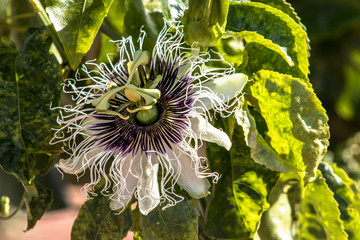 passion fruit flower on garden in farm in Brazil