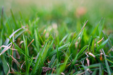 Beautiful Zoomed In Image Of Thick Patches Of Green Grass With Bokeh And Blurred Out Background