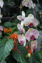 orchid, flowering, plant, green, blooming, elegant,  fragrant