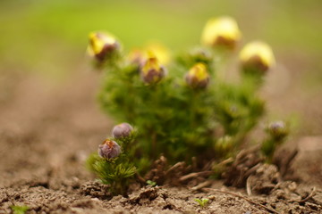 Wall Mural - Yellow flowers adonis grow in the spring garden