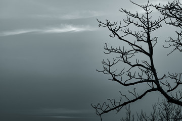 Wall Mural - Silhouette dead tree and branch on grey sky background. Black branches of tree. Nature texture background. Art background for sad, dead, lonely, hopeless, and despair. Halloween day background