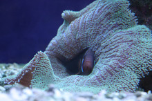 Sad Clown Fish Hid In A Coral, Seaweed. Lonely Aquarium Fish. The Concept Of Isolation, Loneliness And Sadness. Blue Hues. Aquarium Fish, Fish Care, Aquarium