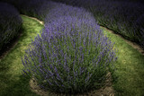 Fototapeta Lawenda - Lavender field 