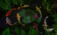 Koi Fish In A Pond With Green Plants And Lotus Flowers