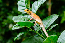 Lizard On A Branch