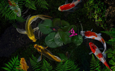 Wall Mural - Koi fish in a pond with green plants and lotus flowers