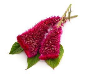 Canvas Print - Beautiful bush of amaranth.