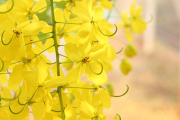 Wall Mural - bunch of yellow golden shower cassia fistula / indian laburnum state flower of kerala south india. t