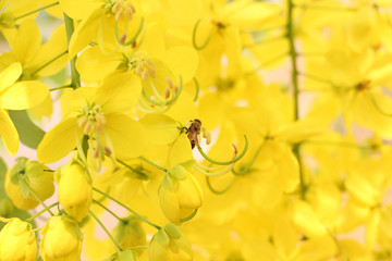 Wall Mural - bee in yellow flowers on a sunny spring day in thailand. bunch of yellow golden shower cassia fistul