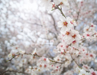 Wall Mural - Branch of spring almond tree flower.