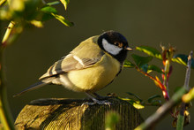 Great Tit Perched On A Twig, Bathed In Sunlight