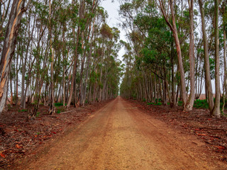 Wild Africa Gravel Road with an open end of destination