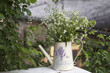 Cow Parsley In Vase With French Word For Lavender