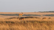 impala on a mound stands guard at masai mara in kenya