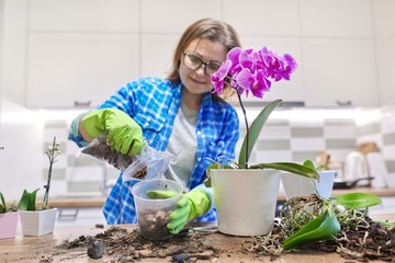 Wall Mural - Flower Phalaenopsis orchid in pot, woman caring transplanting plant