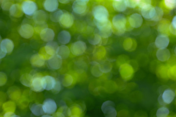 green bokeh abstract background