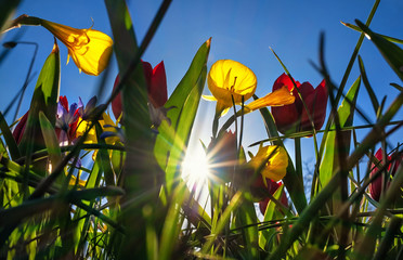 Beautiful flowers blooming in spring