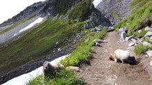 Mount Rainier National Park, Rainier Marmots Fighting Close To Paradise Visitor Center Near Seattle, Washington