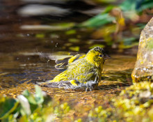 Male Siskin Bird Taking A Bath In The Pond
