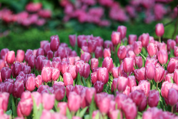 Wall Mural - Beautiful tulip flowers with blured background in the garden. Pink tulip flowers.