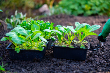 Spring in organic vegetable garden, young cabbage plant ready for planting outside in soil