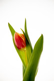 Fototapeta Kuchnia - red tulip on a white background in close-up