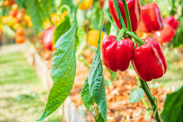 Wall Mural - Red bell pepper plant growing in organic garden